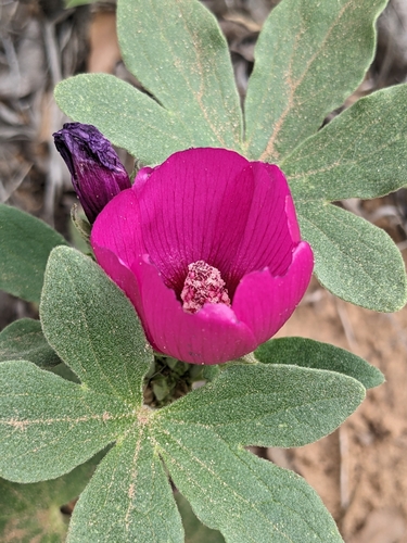 Callirhoe (poppymallows) (alternate view 2)