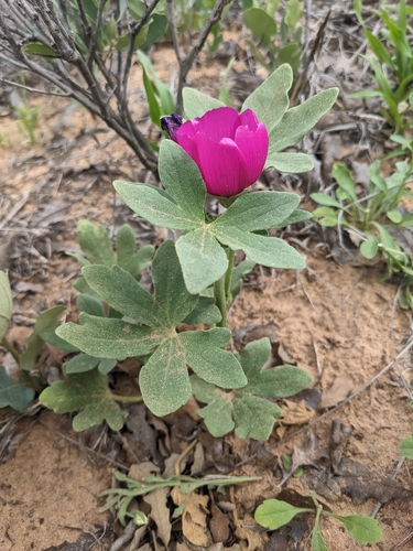 Callirhoe (poppymallows) (alternate view 3)