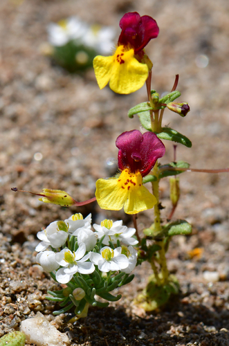 Erythranthe (monkeyflowers) (alternate view 4)