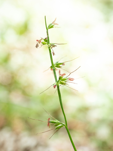 Oplismenus hirtellus (Basket Grass) (alternate view 5)