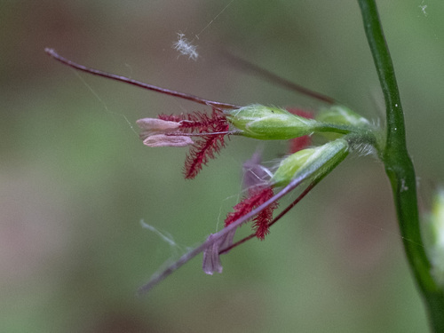 Oplismenus hirtellus (Basket Grass) (alternate view 2)