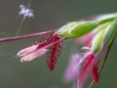 Oplismenus hirtellus (Basket Grass)