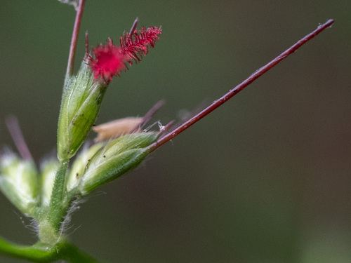 Oplismenus hirtellus (Basket Grass) (alternate view 3)