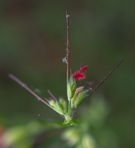 Oplismenus hirtellus (Basket Grass) (alternate view 4)