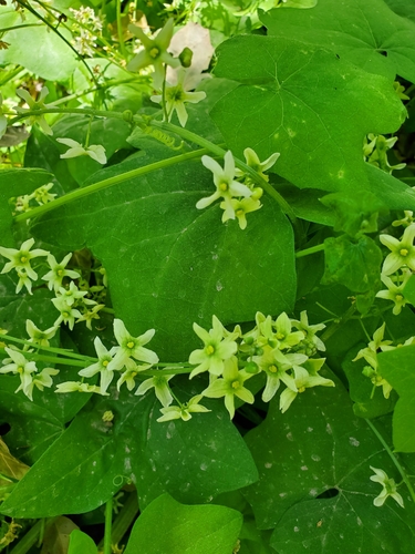 Marah fabacea (California manroot) (alternate view 9)