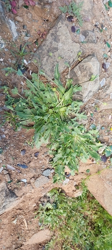 Hedypnois rhagadioloides (Cretanweed) (alternate view 6)