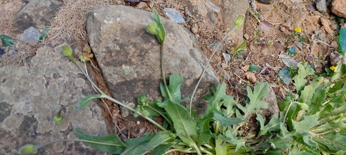 Hedypnois rhagadioloides (Cretanweed) (alternate view 7)