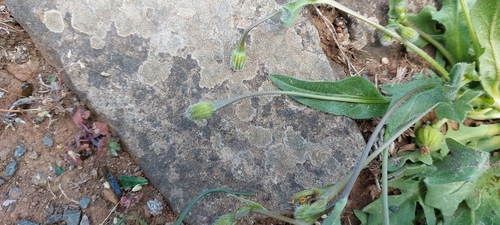 Hedypnois rhagadioloides (Cretanweed) (alternate view 8)
