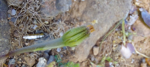 Hedypnois rhagadioloides (Cretanweed) (alternate view 9)