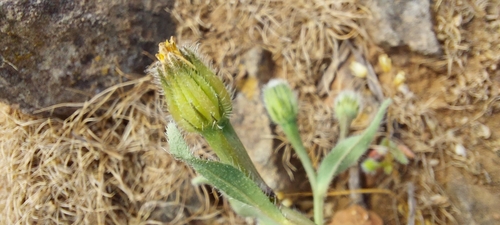 Hedypnois rhagadioloides (Cretanweed) (alternate view 10)