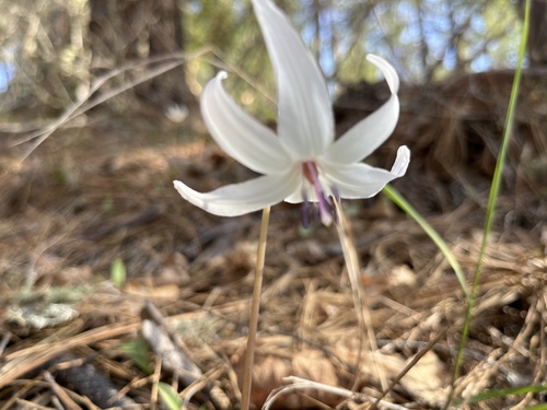Erythronium hendersonii (Fawn Lily) (alternate view 2)