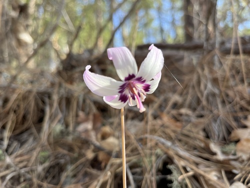 Erythronium hendersonii (Fawn Lily) (alternate view 3)