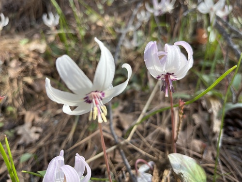 Erythronium hendersonii (Fawn Lily) (alternate view 4)