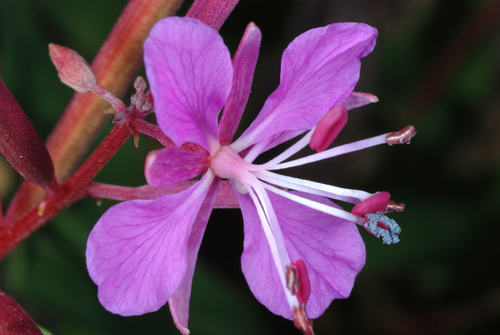 Chamaenerion angustifolium (Fireweed) (alternate view 6)