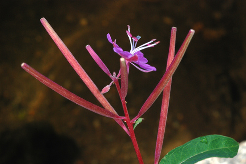 Chamaenerion angustifolium (Fireweed) (alternate view 7)