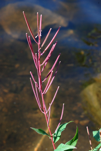Chamaenerion angustifolium (Fireweed) (alternate view 8)