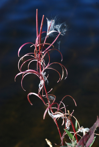 Chamaenerion angustifolium (Fireweed) (alternate view 9)