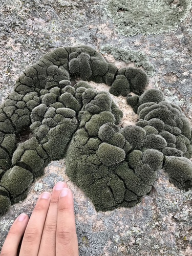 Grimmia laevigata (Grimmia Dry Rock Moss)