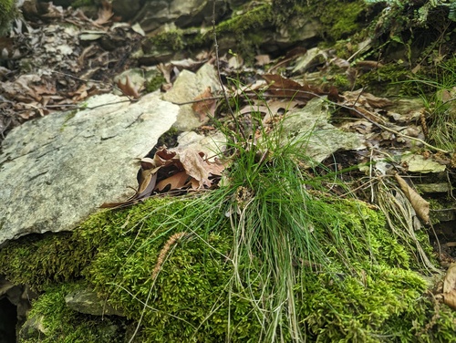 Carex eburnea (Ivory Sedge)