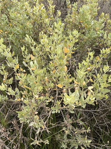 Atriplex lentiformis (big saltbush) (alternate view 2)