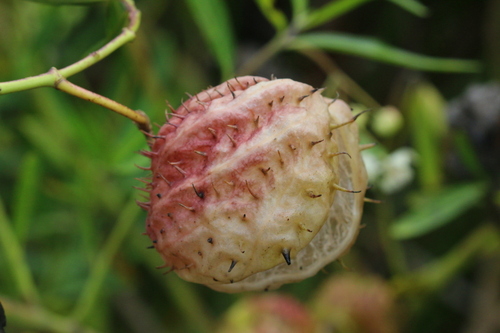 Gomphocarpus physocarpus (balloonplant) (alternate view 2)