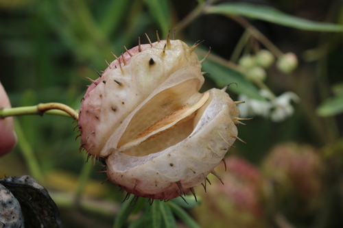 Gomphocarpus physocarpus (balloonplant)