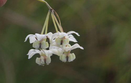 Gomphocarpus physocarpus (balloonplant) (alternate view 3)