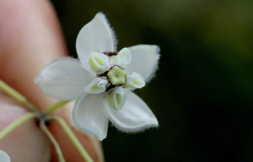 Gomphocarpus physocarpus (balloonplant) (alternate view 4)