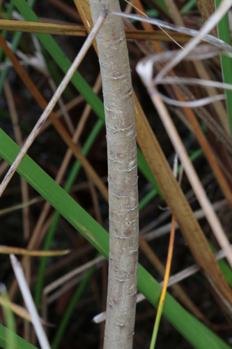 Gomphocarpus physocarpus (balloonplant) (alternate view 5)