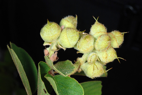 Fothergilla gardenii (dwarf fothergilla)