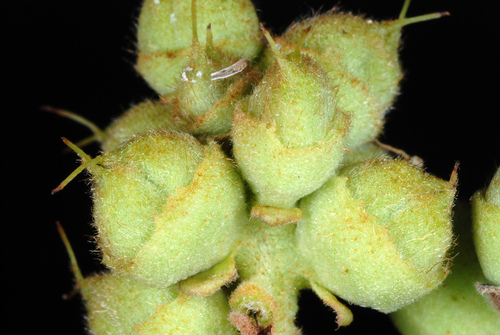 Fothergilla gardenii (dwarf fothergilla) (alternate view 2)