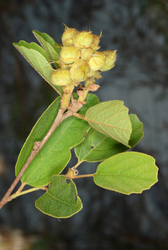 Fothergilla gardenii (dwarf fothergilla) (alternate view 3)
