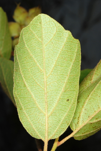 Fothergilla gardenii (dwarf fothergilla) (alternate view 5)