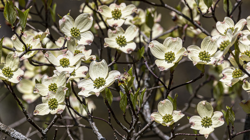 Cornus florida (eastern dogwood) (alternate view 2)
