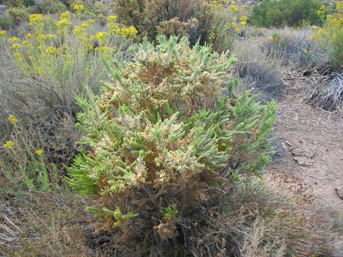 Fabiana imbricata (Pichi)