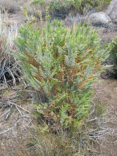 Fabiana imbricata (Pichi) (alternate view 2)