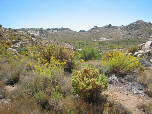 Fabiana imbricata (Pichi) (alternate view 3)