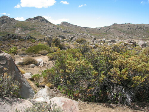 Fabiana imbricata (Pichi) (alternate view 4)