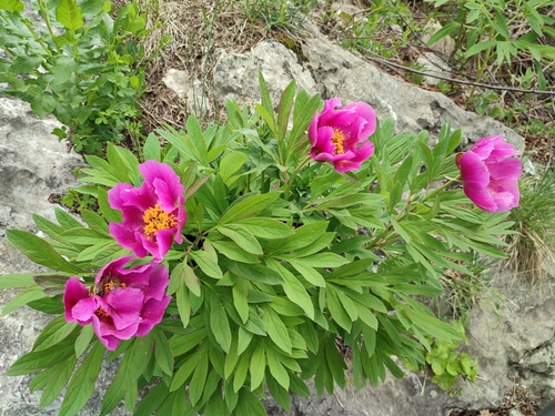Paeonia officinalis (common peony)