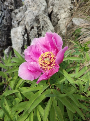 Paeonia officinalis (common peony)