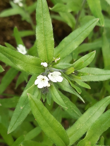 Buglossoides arvensis (corn gromwell)