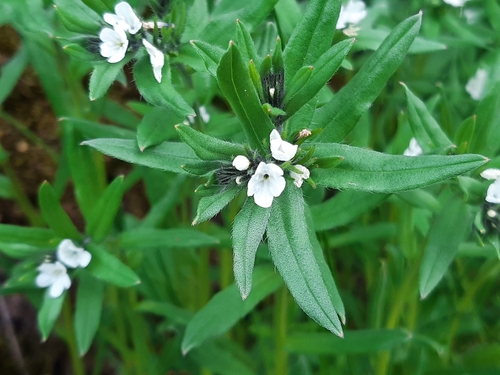 Buglossoides arvensis (corn gromwell) (alternate view 2)