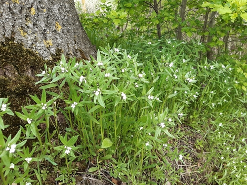 Buglossoides arvensis (corn gromwell) (alternate view 3)