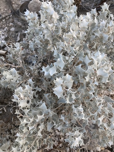 Atriplex hymenelytra (Desert Holly) (alternate view 7)