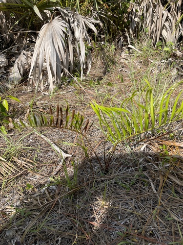 Zamia integrifolia (Coontie Palm)