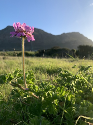 Pelargonium capitatum (rose-scented geranium)