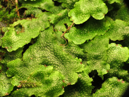 Conocephalum salebrosum (Snakewort) (alternate view 4)