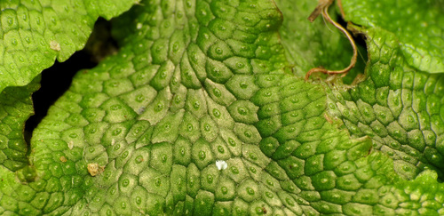 Conocephalum salebrosum (Snakewort) (alternate view 5)
