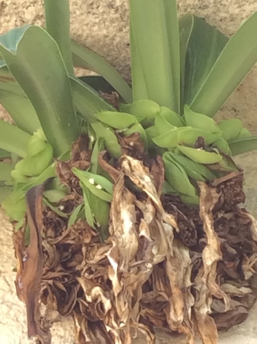 Tradescantia spathacea (Moses-in-the-Cradle)