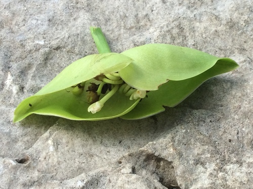 Tradescantia spathacea (Moses-in-the-Cradle)